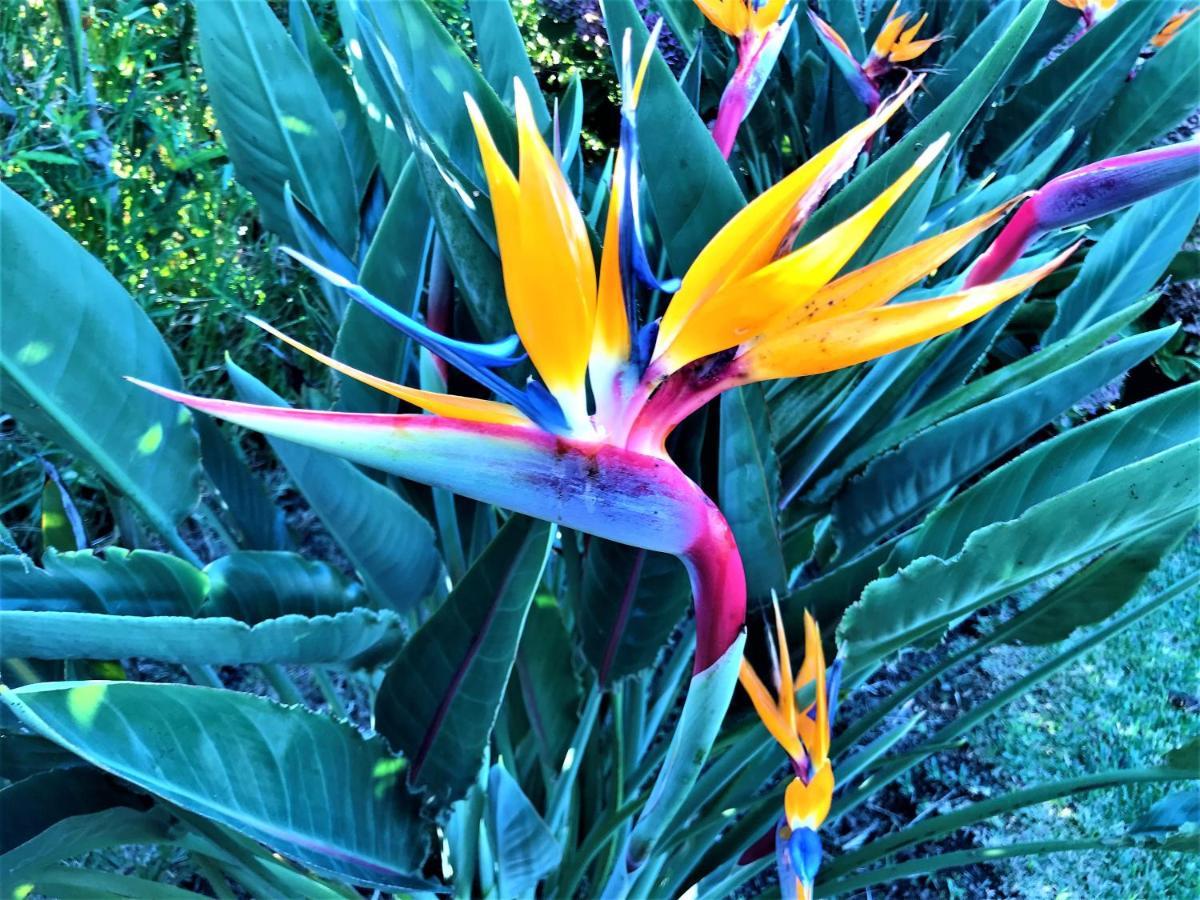 Surf Beach_Santa Barbara Secret Gardens Ribeira Grande Exterior photo
